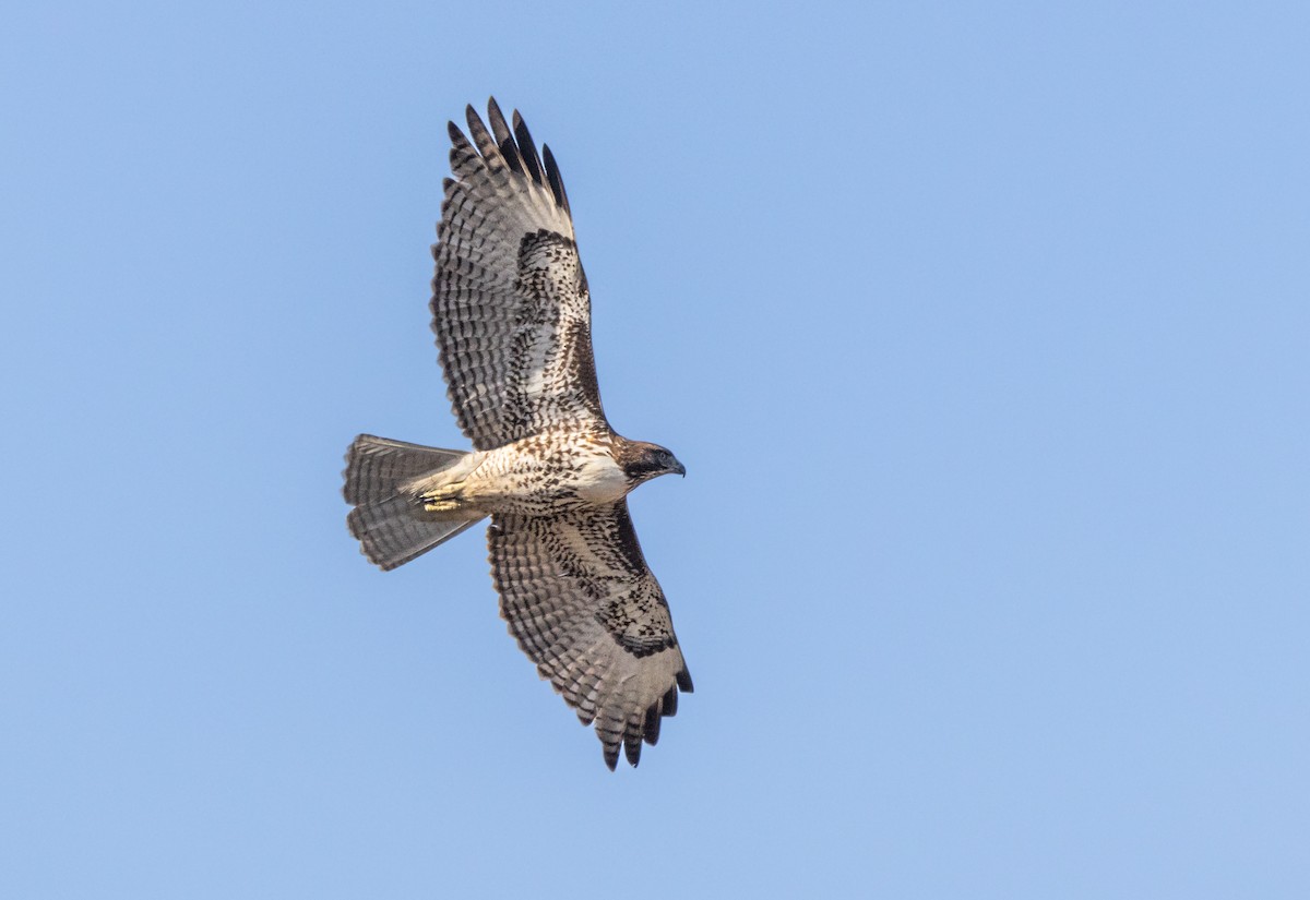 Red-tailed Hawk - ML611843561