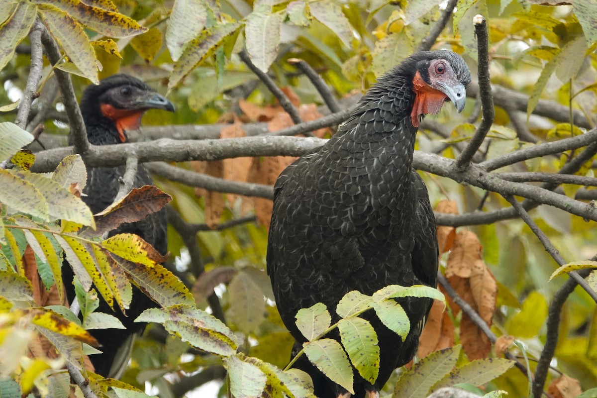 White-winged Guan - ML611843567