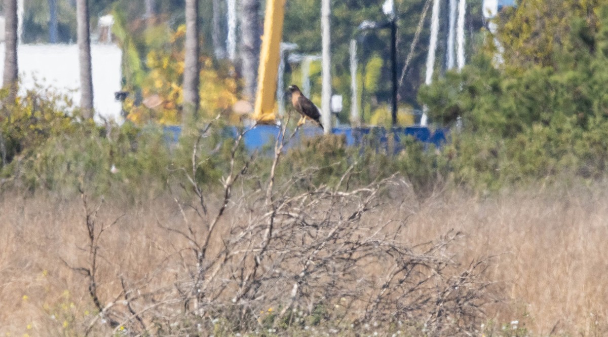 Red-tailed Hawk - ML611843576