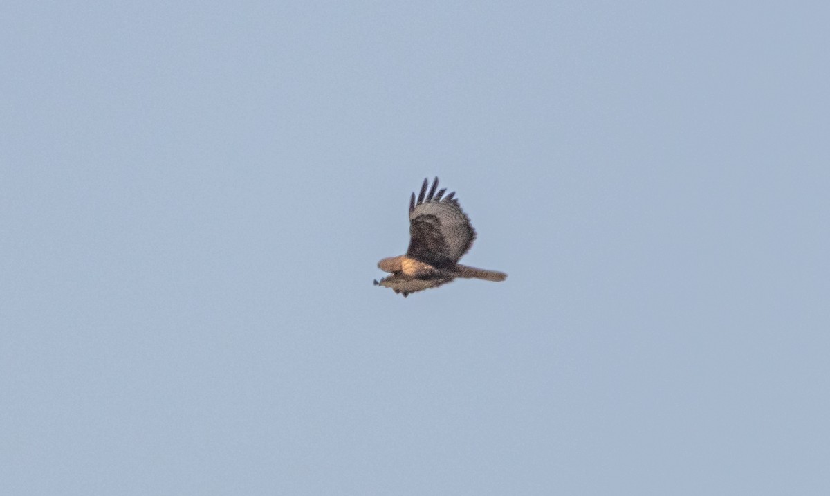 Red-tailed Hawk - ML611843590