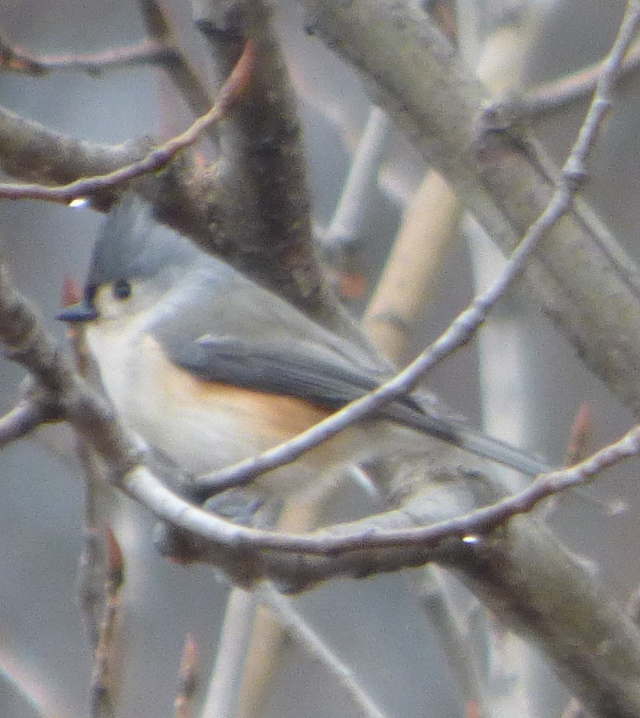 Tufted Titmouse - ML611843736