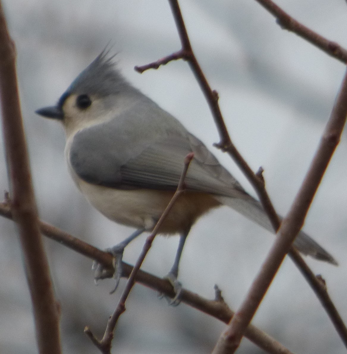 Tufted Titmouse - ML611843738