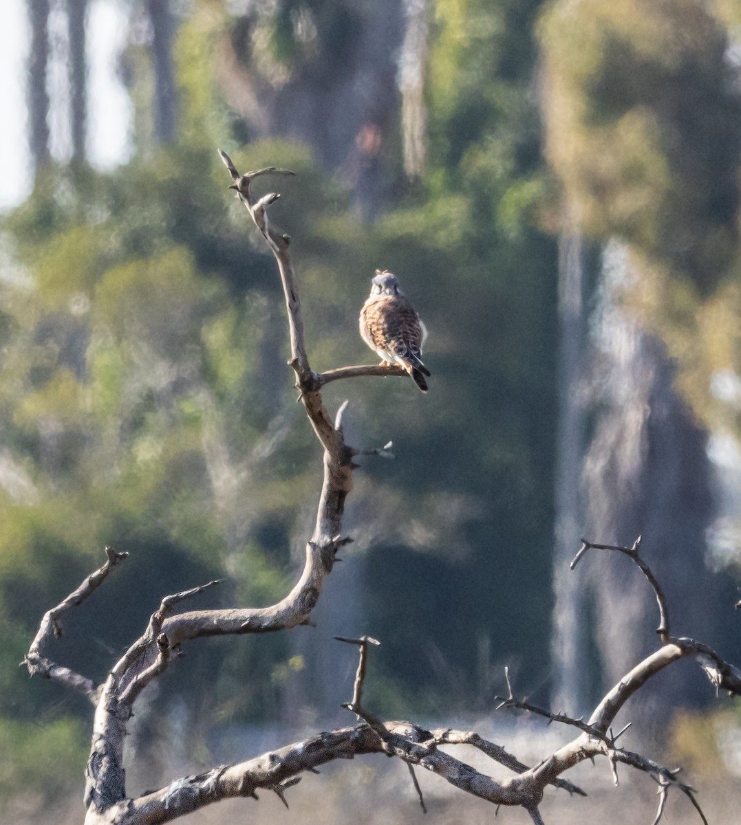 American Kestrel - ML611843739