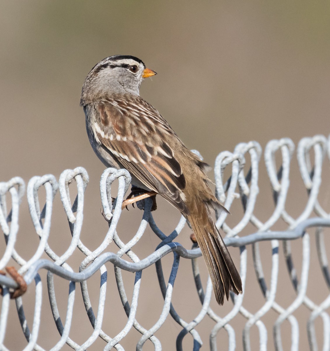 White-crowned Sparrow - ML611843798