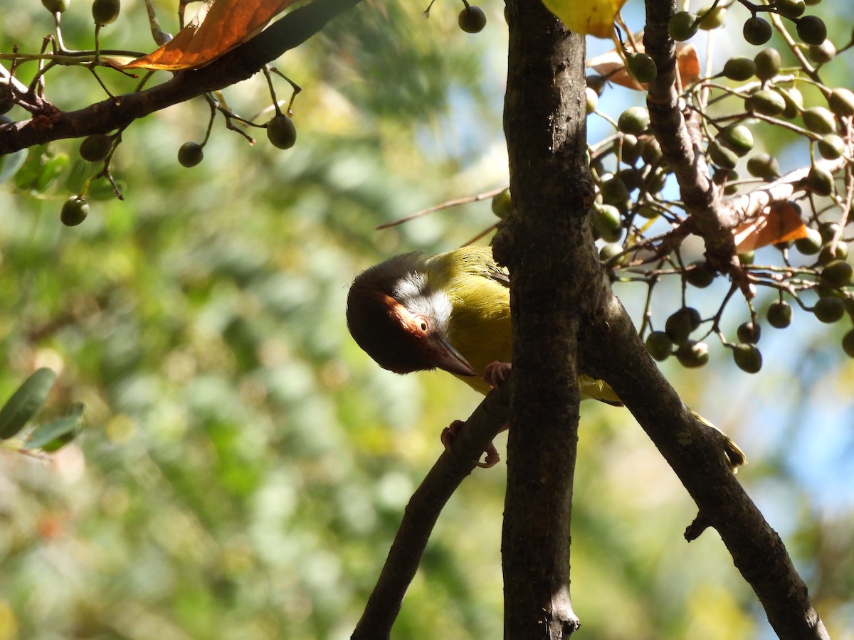 Rufous-browed Peppershrike - ML611843818