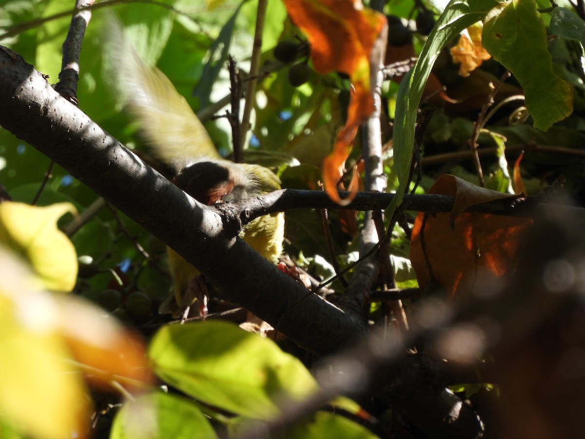 Rufous-browed Peppershrike - ML611843820