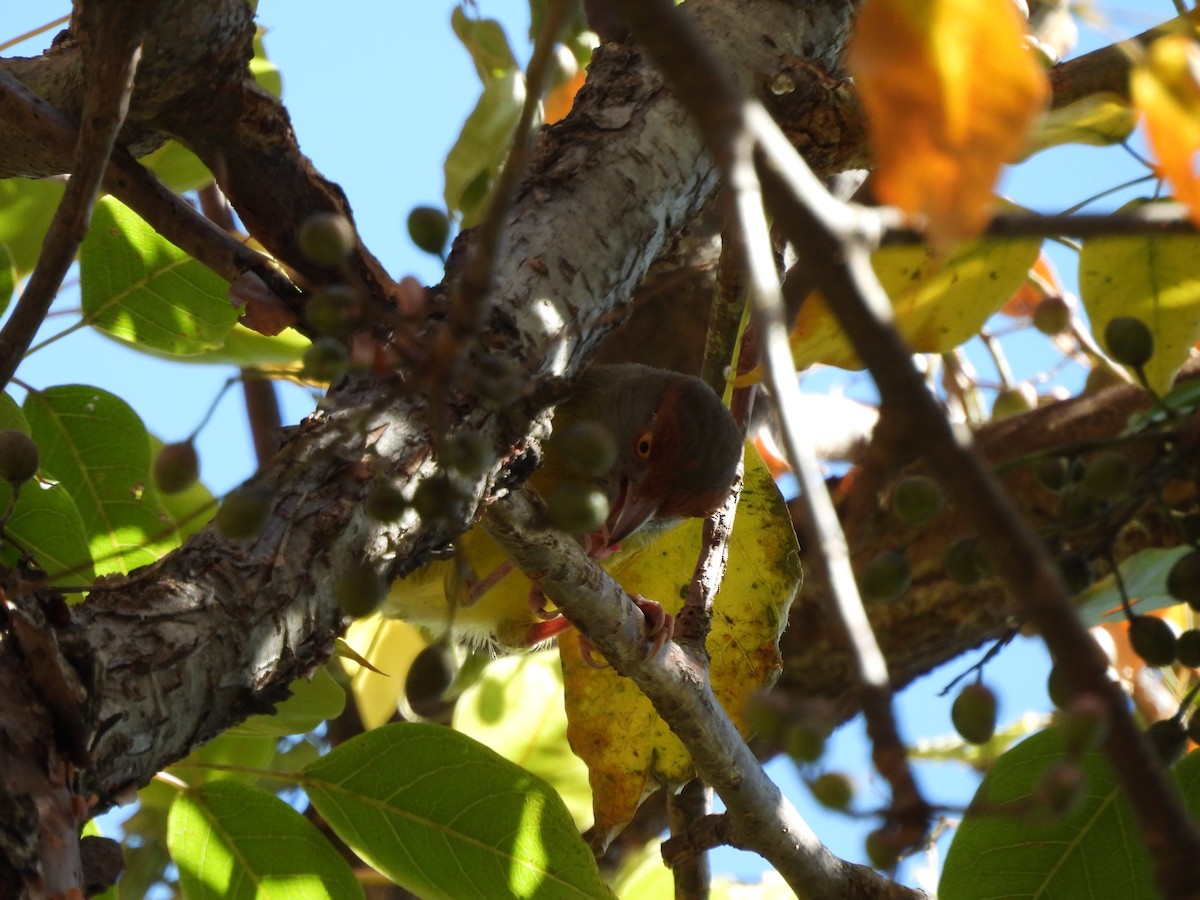 Rufous-browed Peppershrike - ML611843821