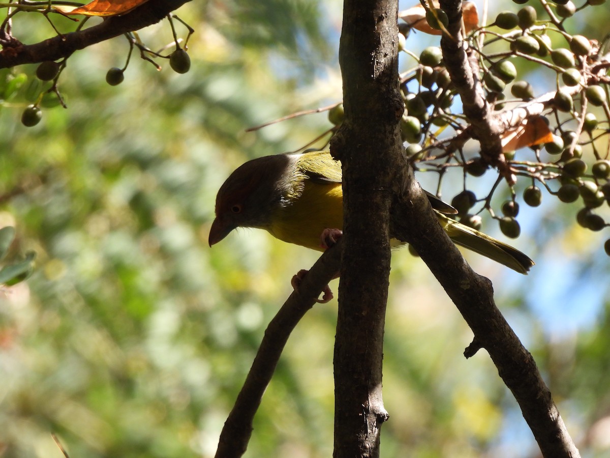 Rufous-browed Peppershrike - ML611843822