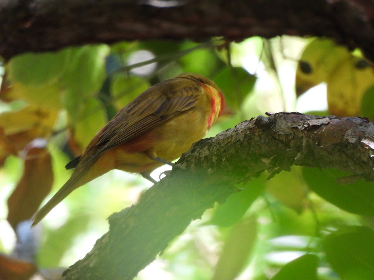 Summer Tanager - ML611843864