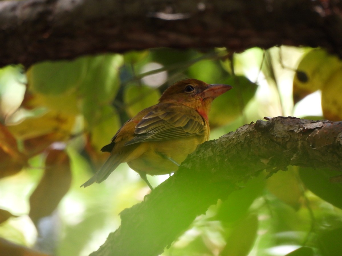 Summer Tanager - ML611843866