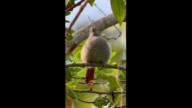 Bar-crested Antshrike - ML611843915