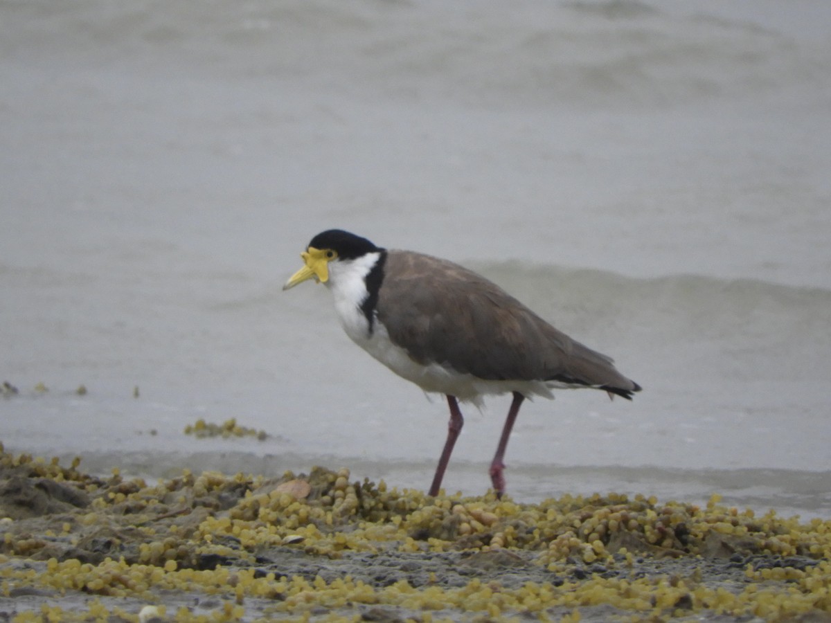 Masked Lapwing - ML611844043