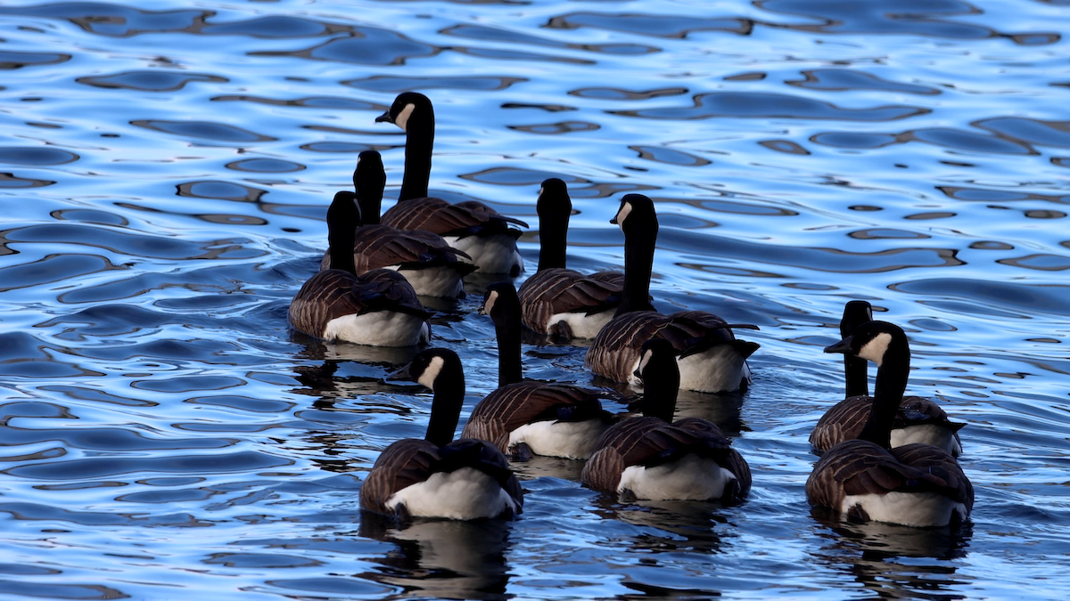 Canada Goose - Brian Yao