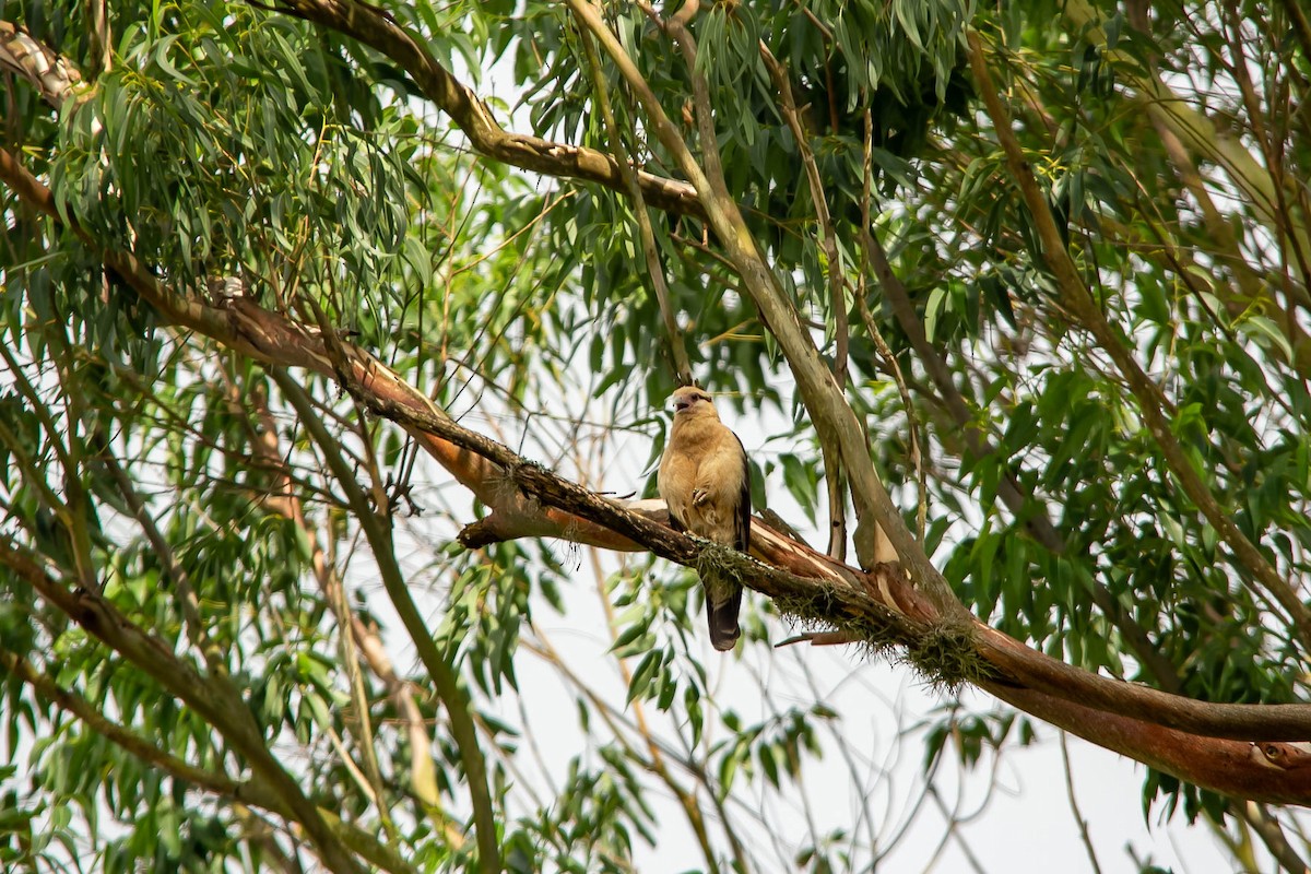 Yellow-headed Caracara - ML611844068