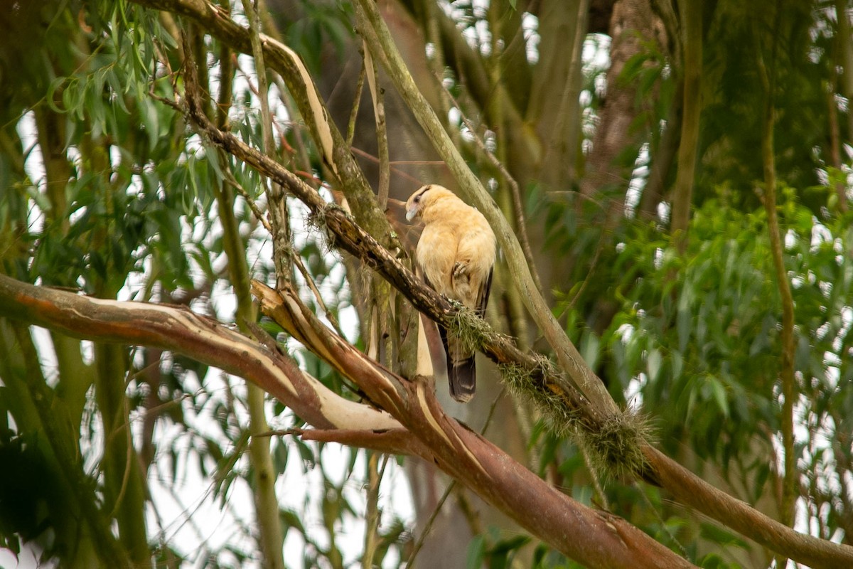 Yellow-headed Caracara - ML611844069