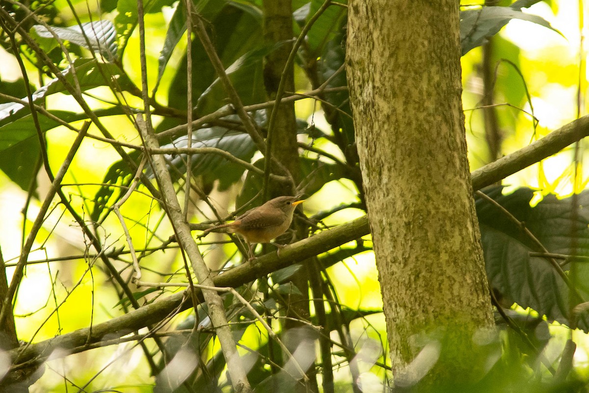 House Wren - ML611844116