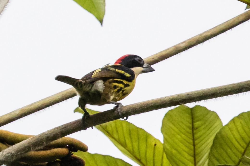 Five-colored Barbet - Bob Friedrichs