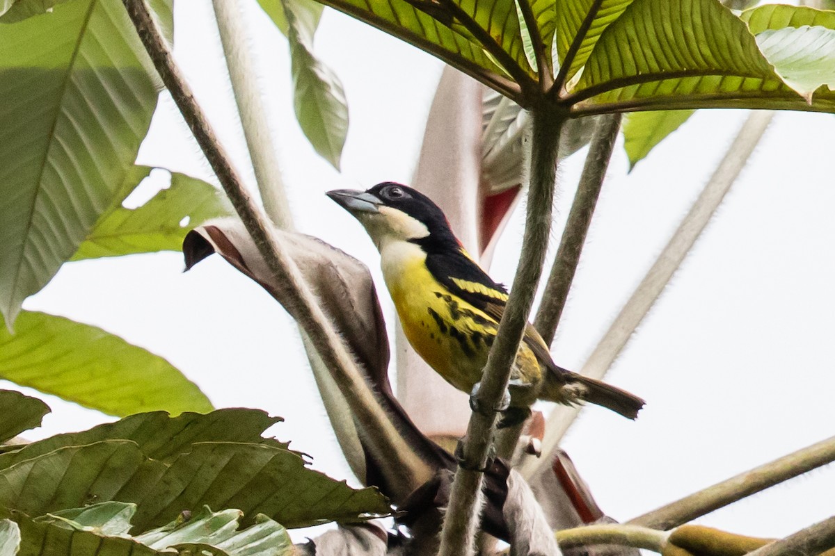 Five-colored Barbet - ML611844123