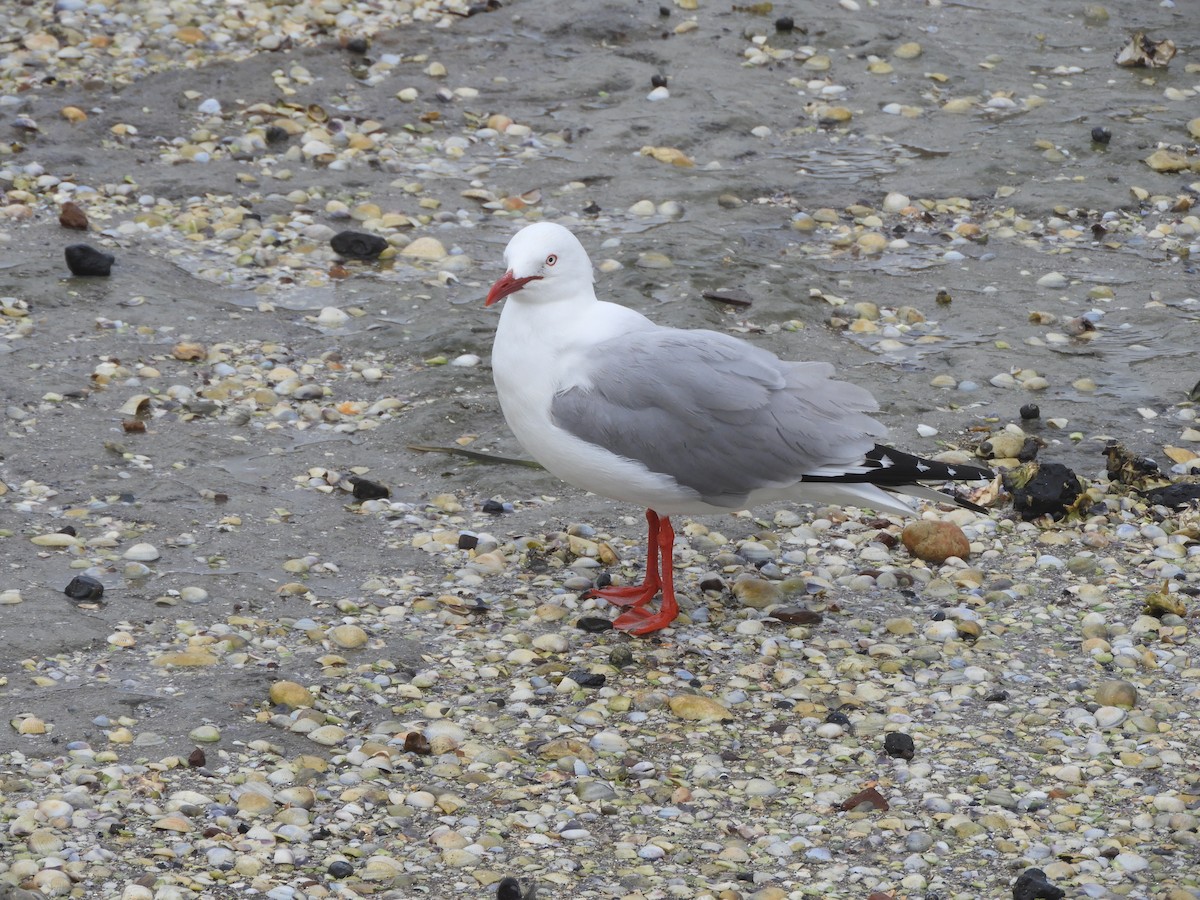 Silver Gull - ML611844126