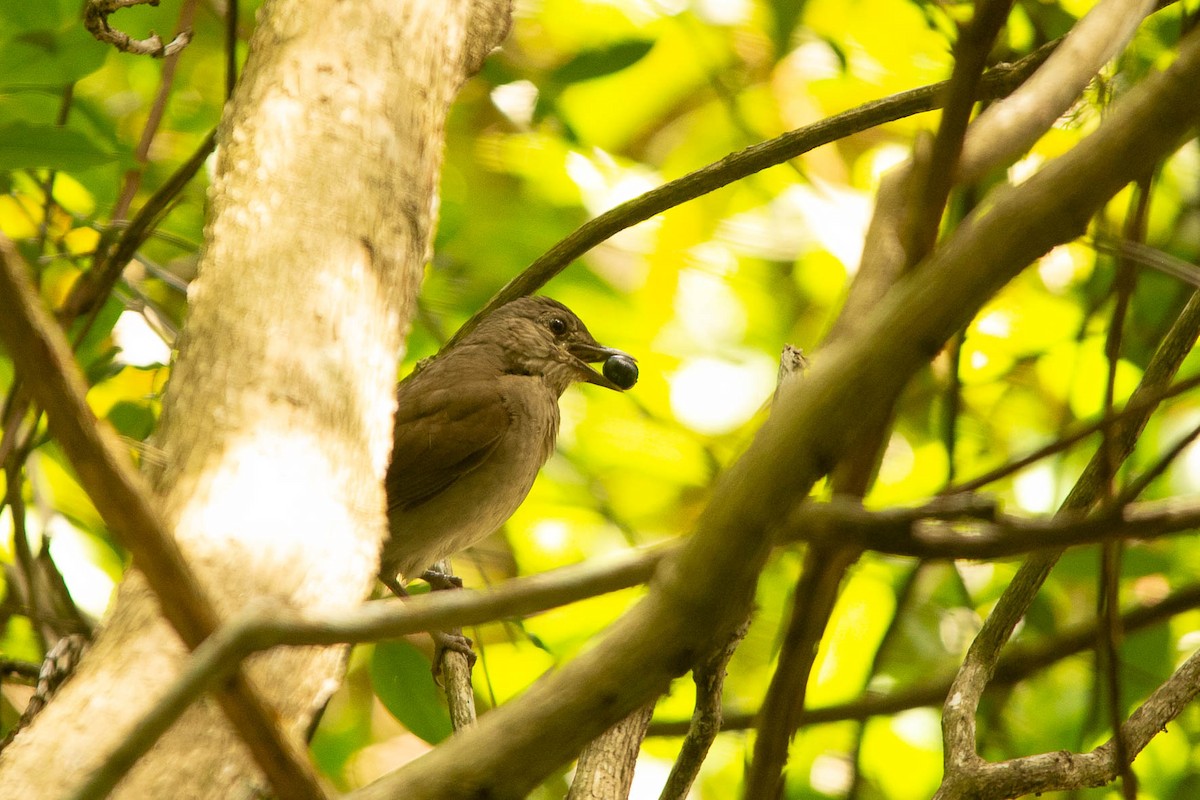 Pale-breasted Thrush - ML611844139