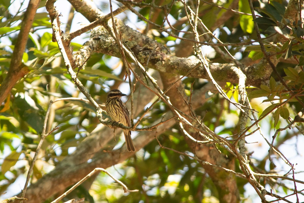 Streaked Flycatcher - ML611844149