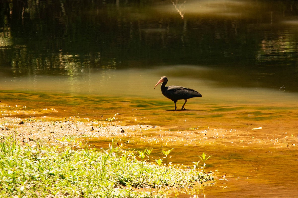 Ibis à face nue - ML611844161