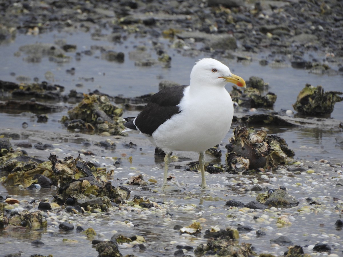 Kelp Gull - ML611844168