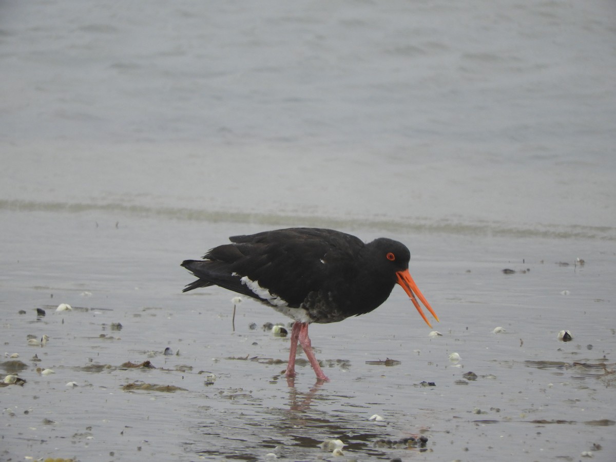 Variable Oystercatcher - ML611844203