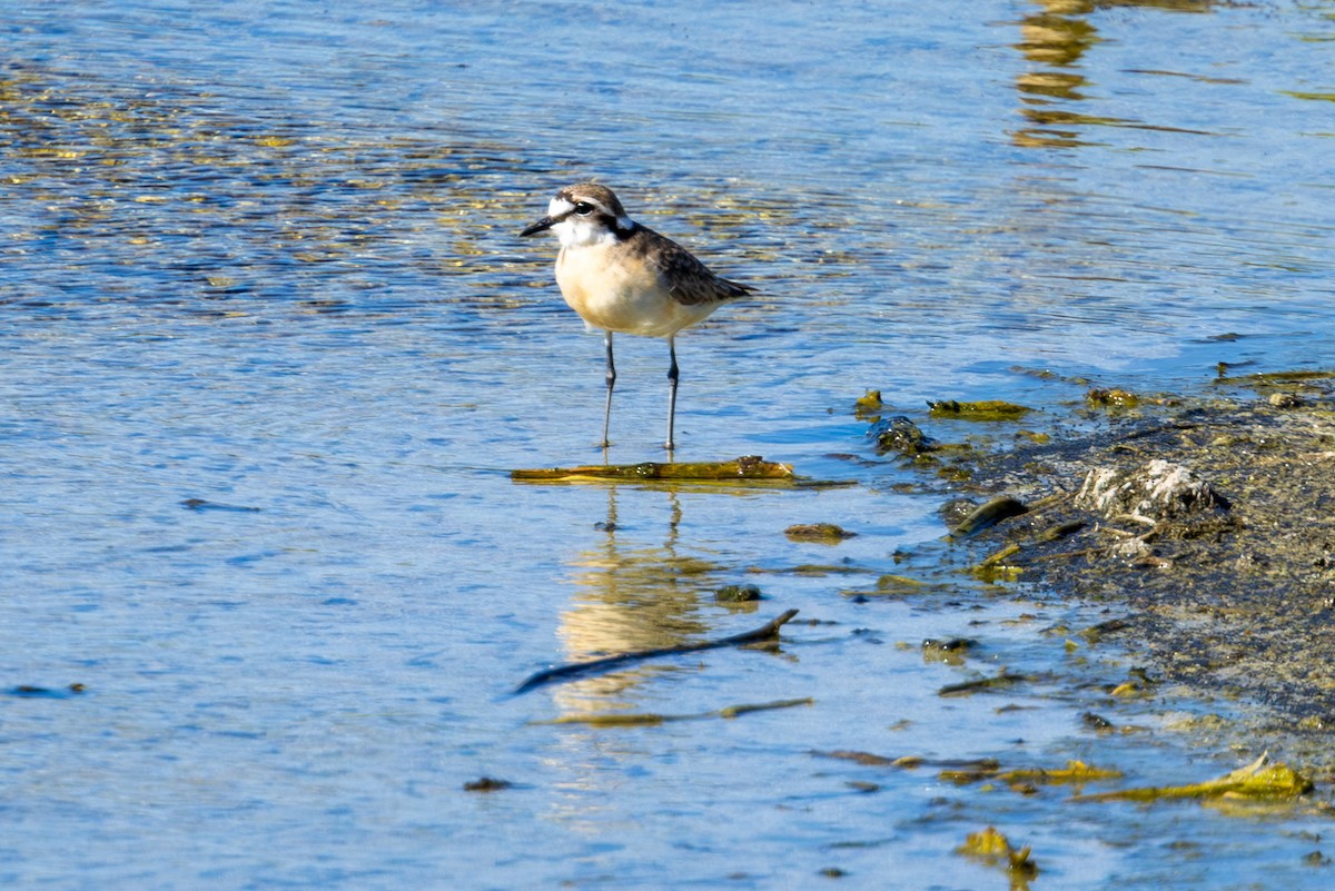 Kittlitz's Plover - ML611844217