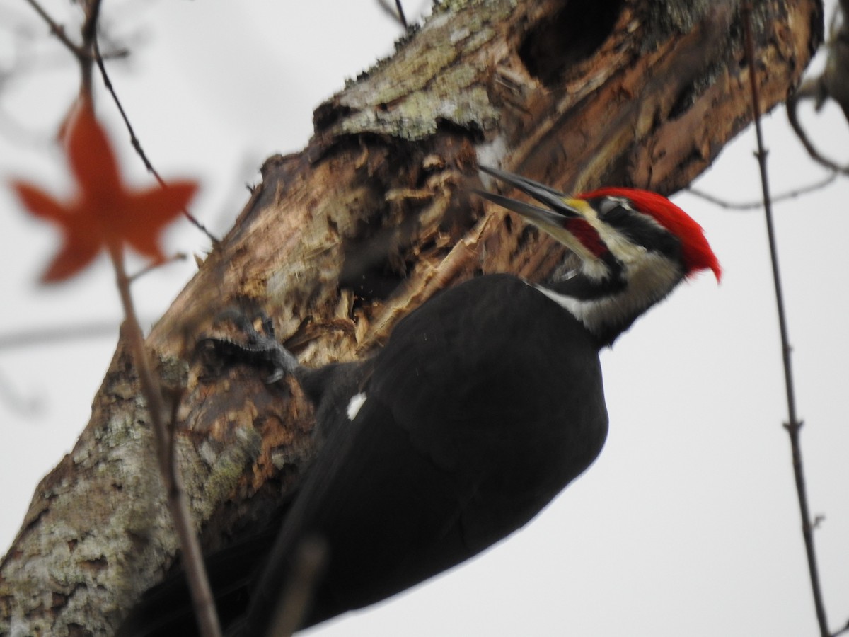 Pileated Woodpecker - ML611844256