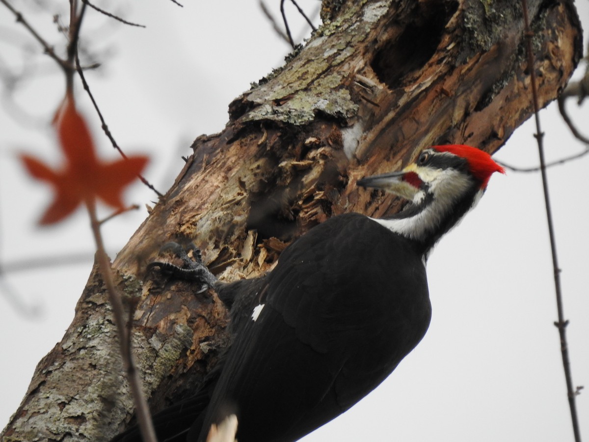 Pileated Woodpecker - ML611844258
