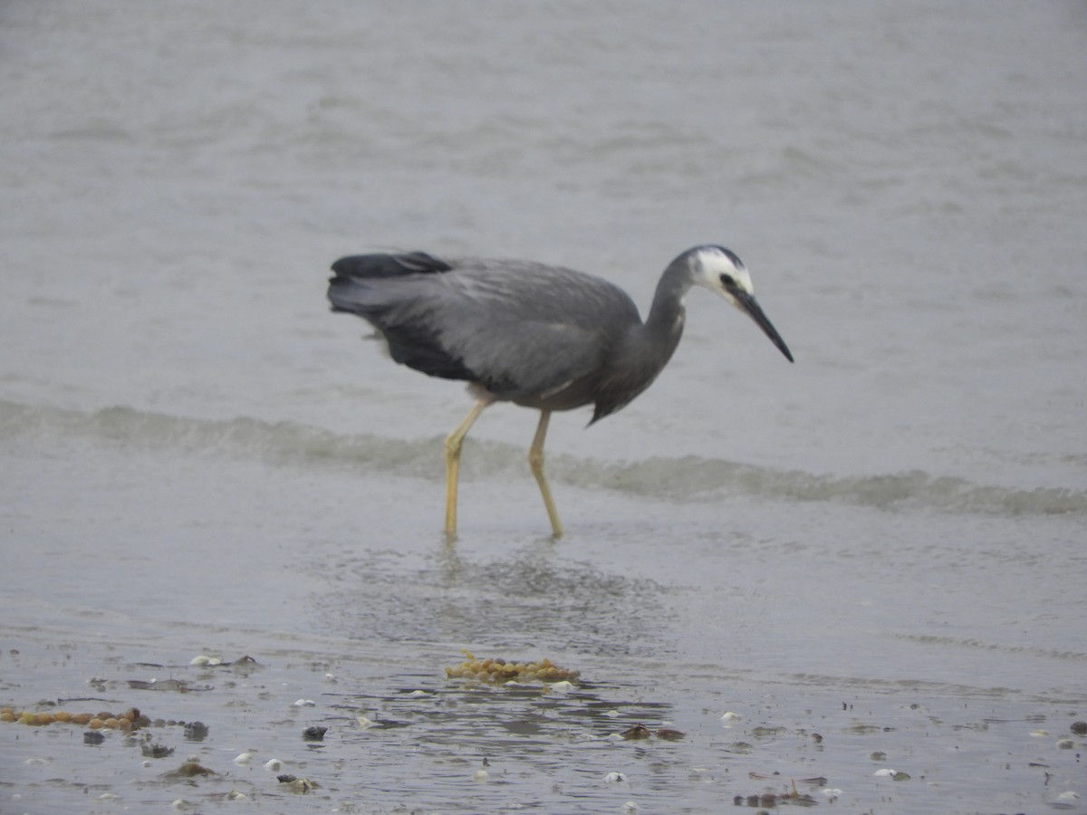White-faced Heron - ML611844266