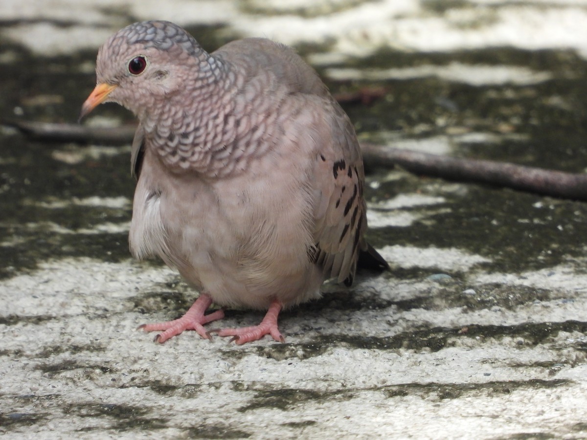 Common Ground Dove - ML611844279