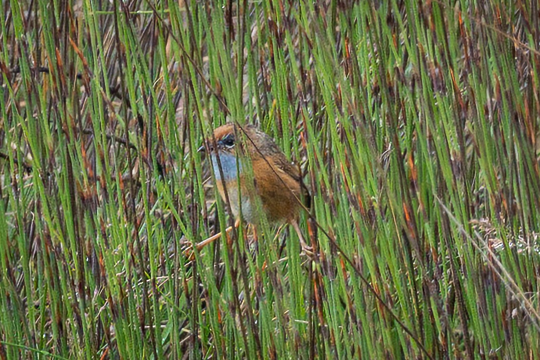 Southern Emuwren - ML611844292