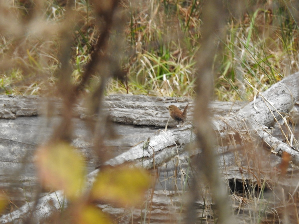 Winter Wren - ML611844303