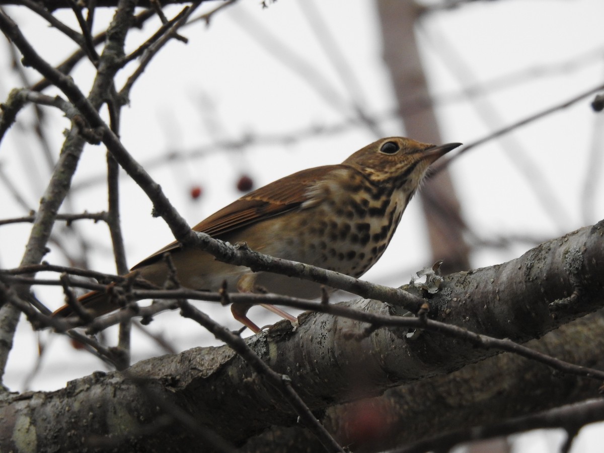 Hermit Thrush - ML611844307