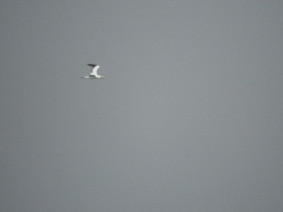 Australasian Gannet - ML611844324
