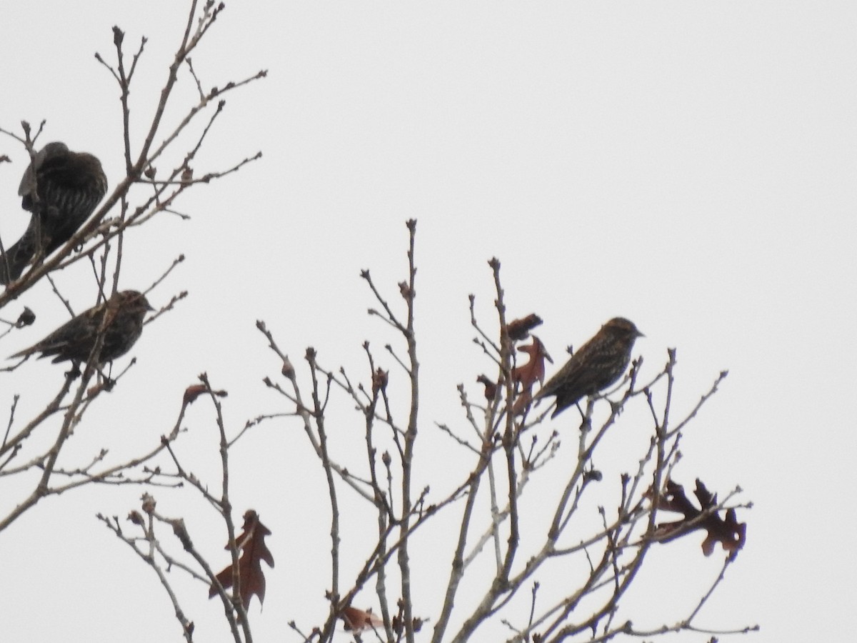 Red-winged Blackbird - ML611844353