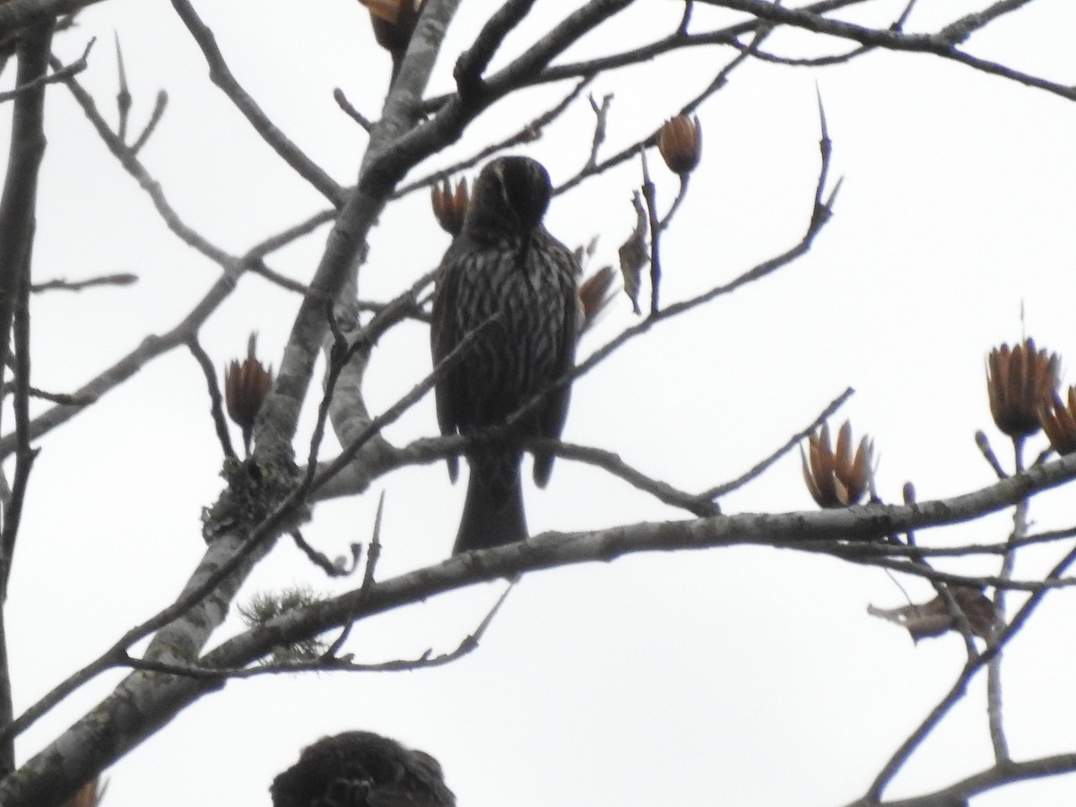 Red-winged Blackbird - ML611844354