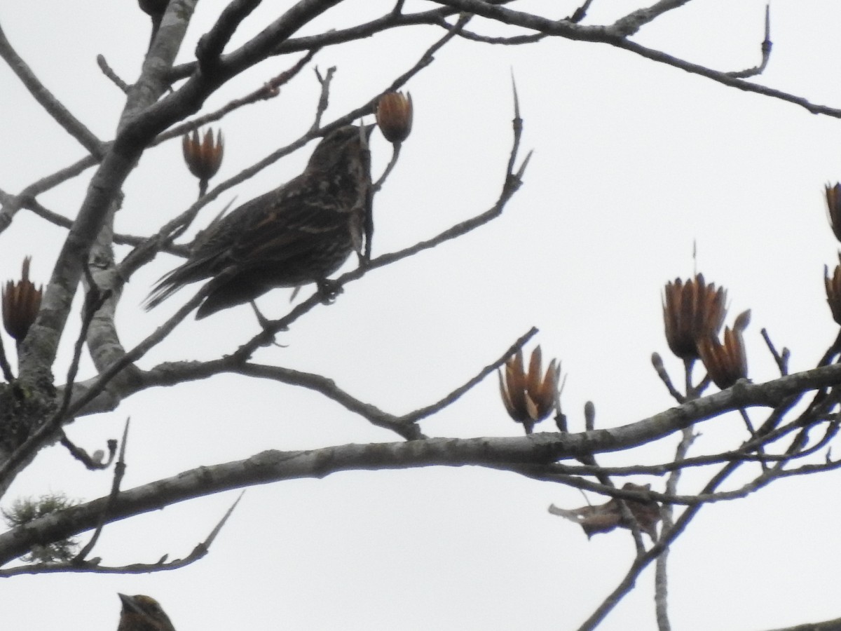 Red-winged Blackbird - ML611844355
