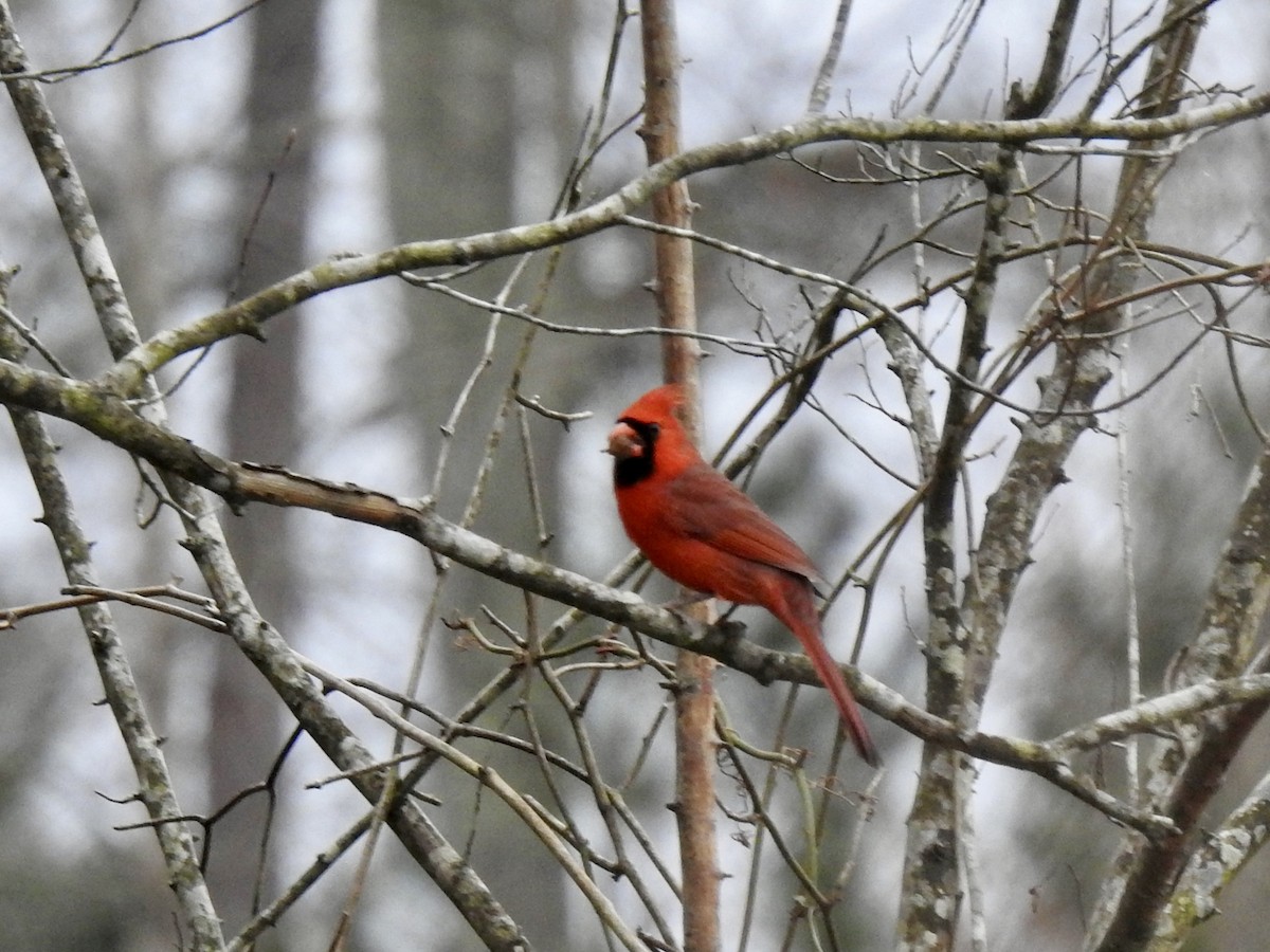 Northern Cardinal - ML611844369