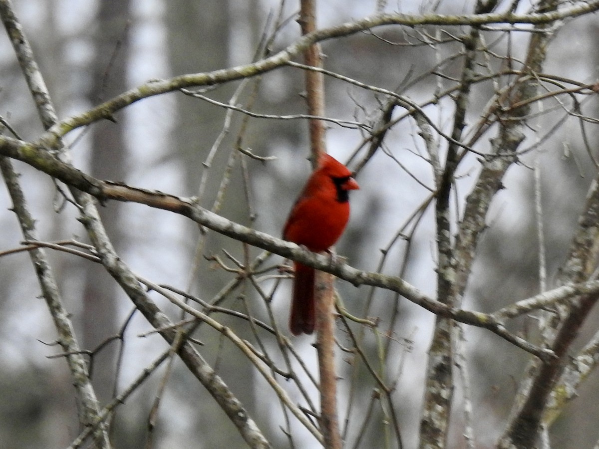 Northern Cardinal - ML611844370