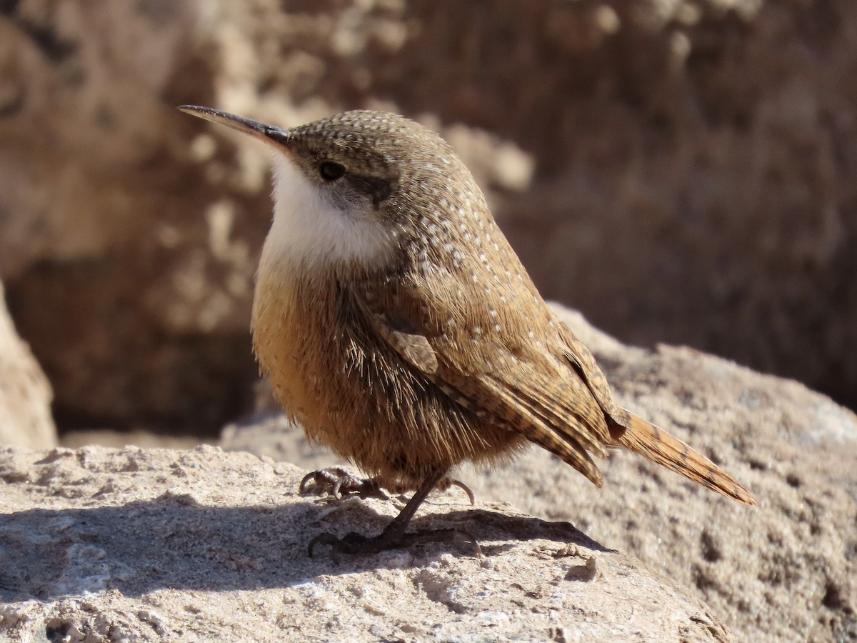 Canyon Wren - Charlotte (Charlie) Sartor