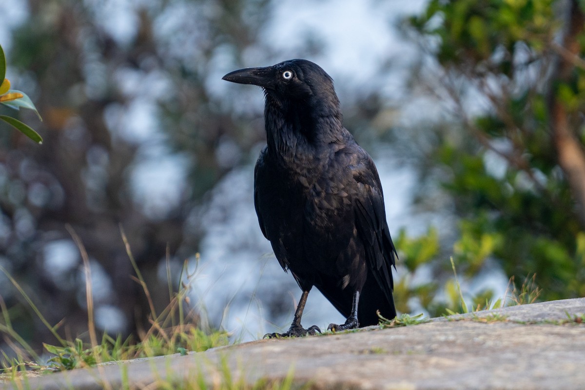 Australian Raven - ML611844602