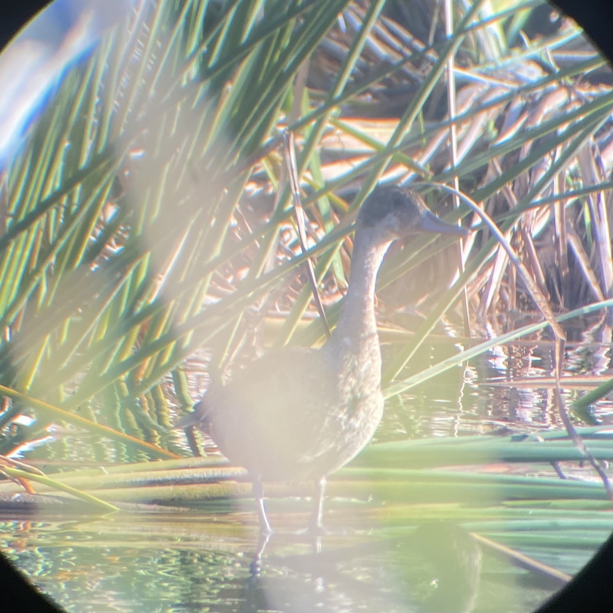 Northern Pintail - ML611844627