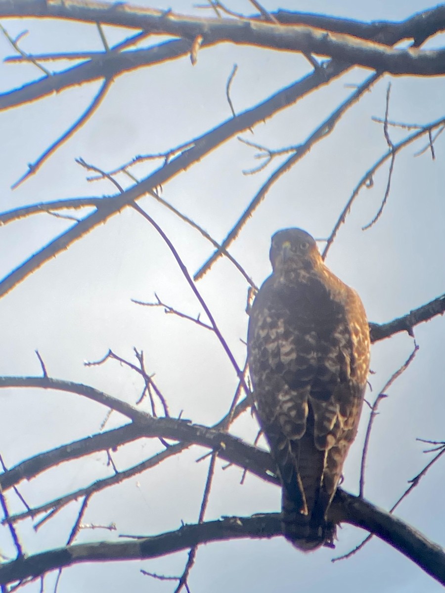 Red-tailed Hawk (calurus/alascensis) - Alexander deBarros