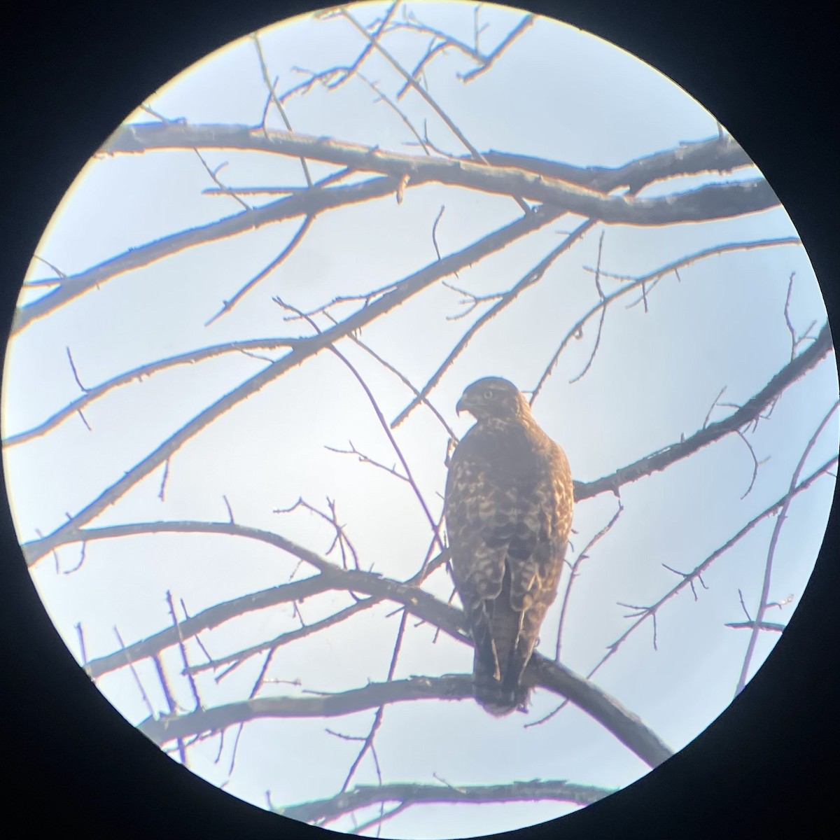 Red-tailed Hawk (calurus/alascensis) - ML611844633