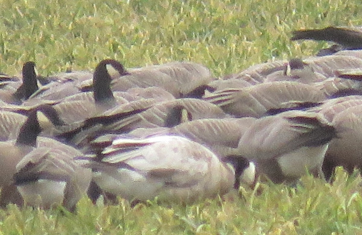 Cackling Goose - Pam Otley