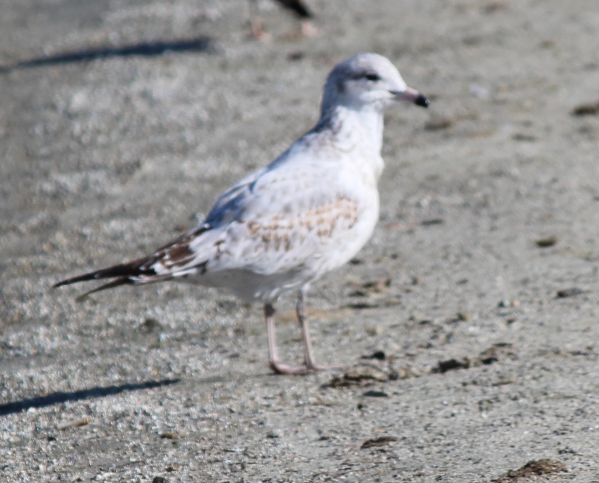 Ring-billed Gull - ML611844763