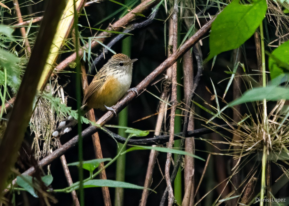 Klages's Antbird - ML611844777